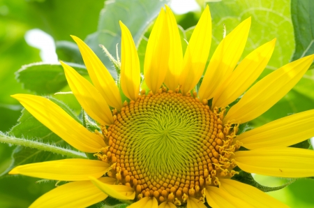 sunflower close upの写真素材