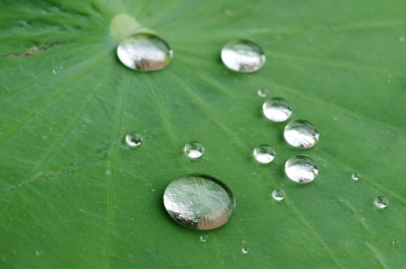 water drops on green leafの写真素材