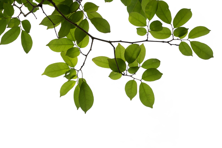 green tree branch isolatedの写真素材