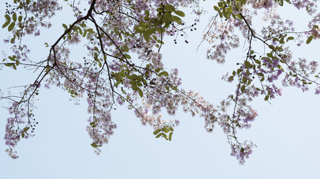 beautiful flowers blooming