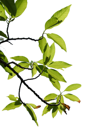 green tree branch isolatedの写真素材