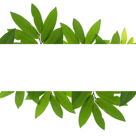 Blank white background frame with isolated tree branch frame border