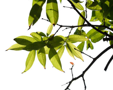 Green tree branch isolated on white background