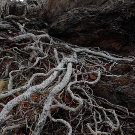 Tree roots on the rocky coast of the island of Madeira, Portugalの写真素材
