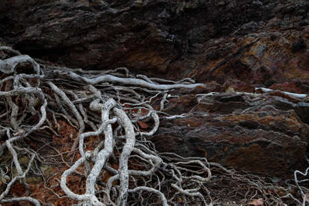 Roots and branches of a tree on the rocks. Natural background.