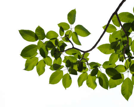 green tree branch isolated on white backgroundの写真素材