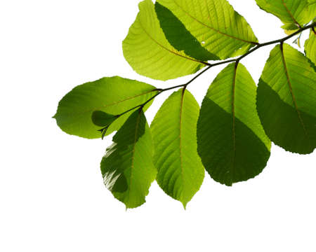 green tree branch isolated on white backgroundの写真素材