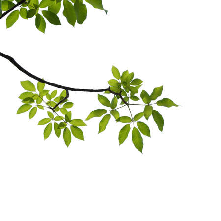 green tree branch isolated on white backgroundの写真素材