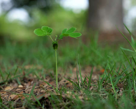Seedlings of clover on the ground in the garden.の写真素材