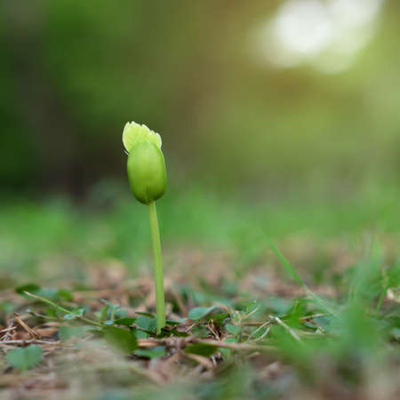 Green seedling growing in the grass with bokeh background.の写真素材