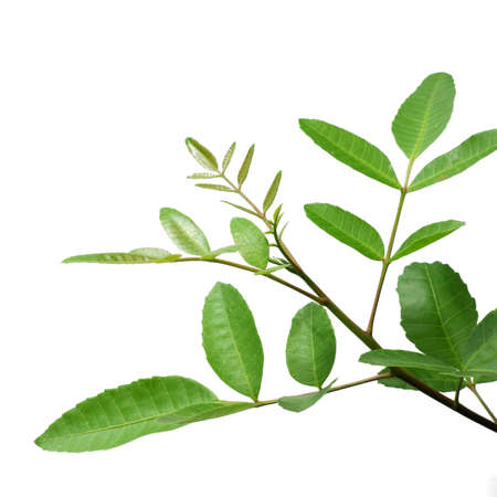 green leaf isolated closeupの写真素材