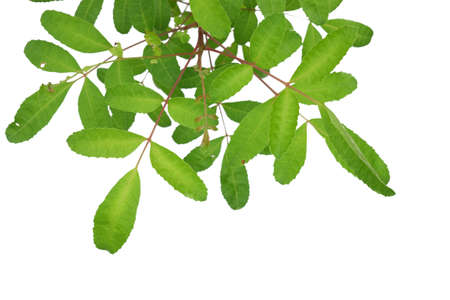 green leaf isolated closeupの写真素材