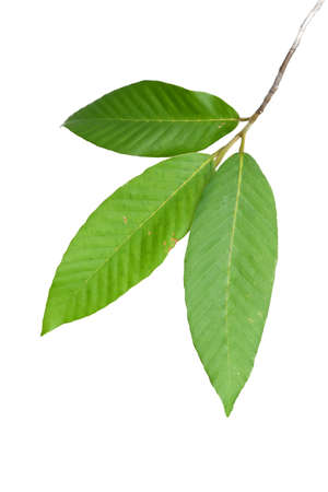 green leaf isolated closeupの写真素材