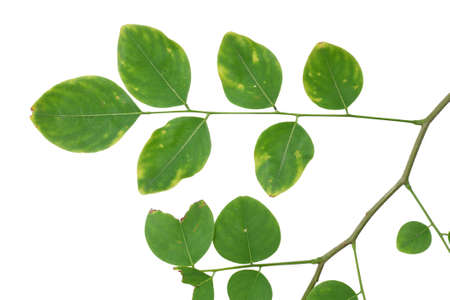 green leaf isolated cloaseupの写真素材
