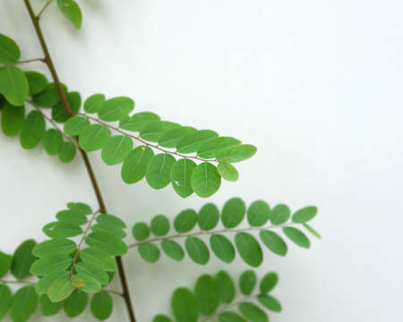 Green leaves of tamarind tree on white background with copy spaceの写真素材