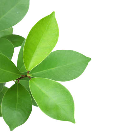 green leaf isolated cloaseup