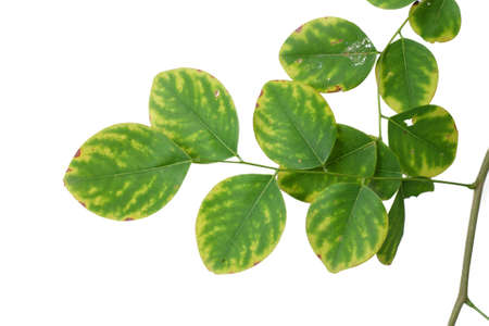 green leaf isolated cloaseupの写真素材