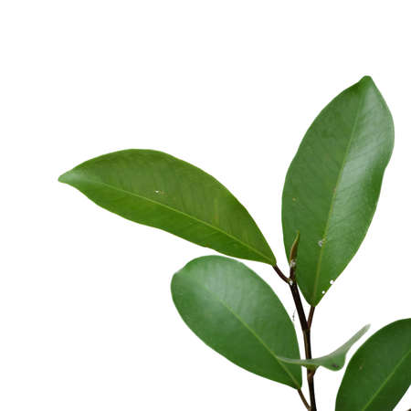 green leaf isolated closeupの写真素材
