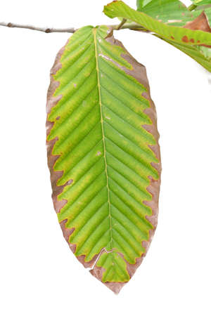 green leaf isolated closeupの写真素材