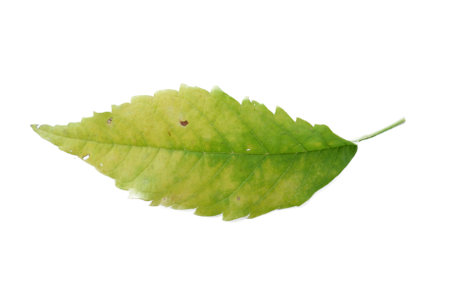 green leaf isolated on white backgroundの写真素材