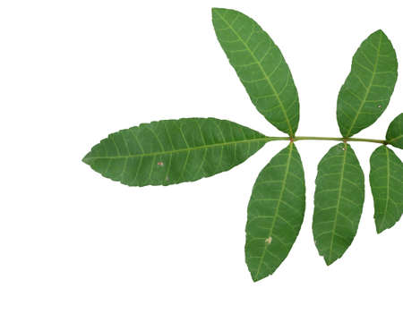 green leaf isolated on white backgroundの写真素材
