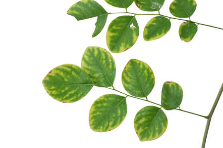 green leaf isolated on white backgroundの写真素材