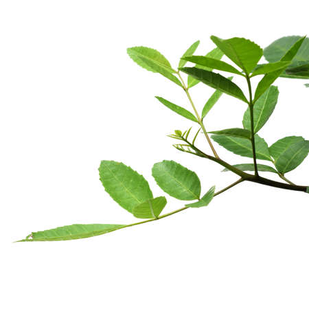 green leaf isolated on white backgroundの写真素材