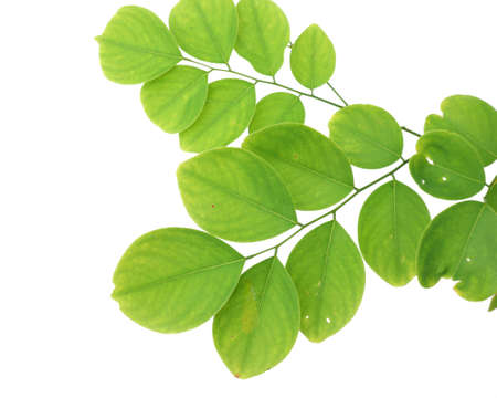 green leaf isolated on white backgroundの写真素材