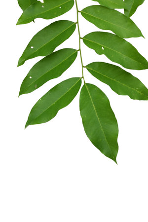 green leaf isolated on white backgroundの写真素材