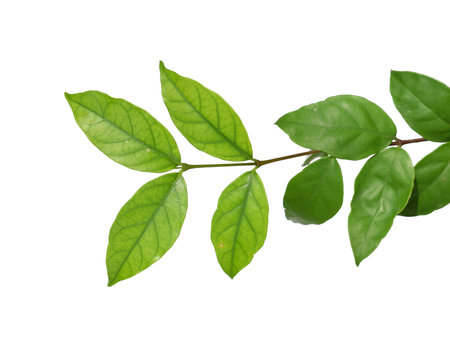green leaf isolated on white backgroundの写真素材