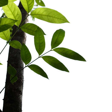 Green leaves isolated on white background with copy space for your text.