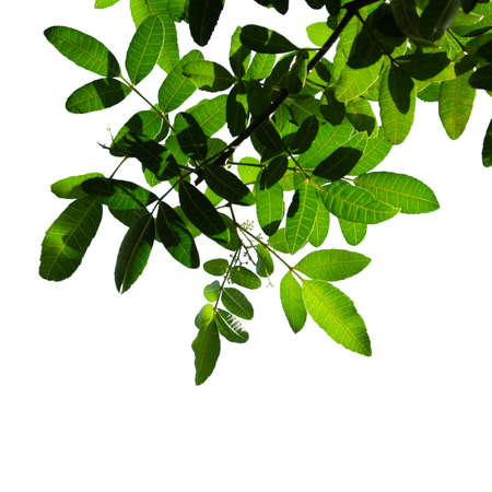 green leaf isolated nature frame on white backgroundの写真素材