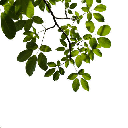 Green tree branch isolated on whiteの写真素材