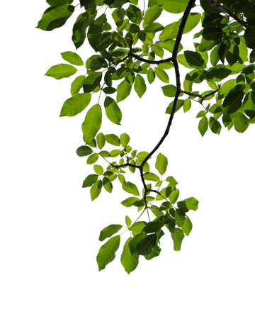 green tree leaf isolated on white backgroundの写真素材