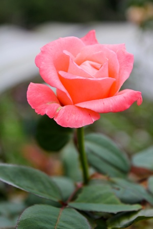 Beautiful roseの写真素材