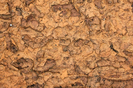 Soil backgroundの写真素材