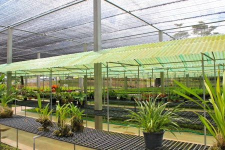 Orchid farmのeditorial素材