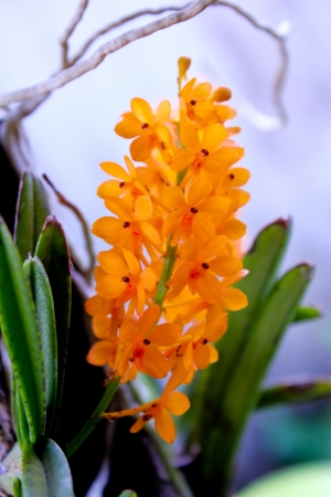 Ascocentrum miniatum, orchidの写真素材