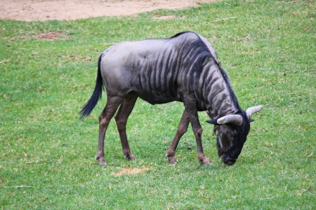 Wildlifeの写真素材