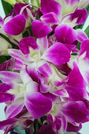 orchidの写真素材