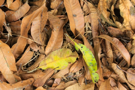 Dry leaves on the groundの写真素材