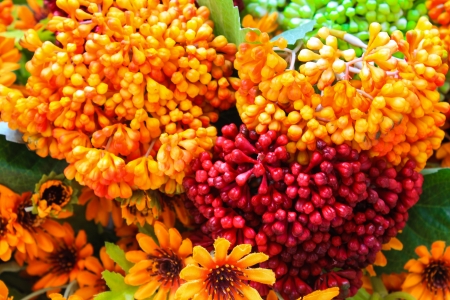 colorful flower in gardenの写真素材