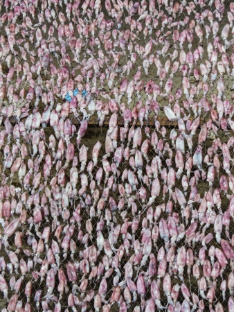 Dried squid at the fishing village Thailandの写真素材