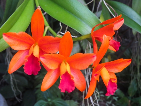 orange orchid