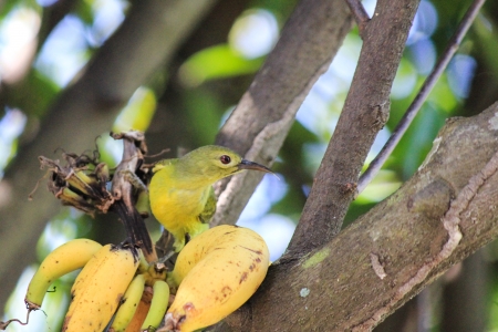 A female Sunbird is perching on branchの写真素材