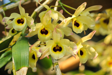 Thai orchidの写真素材