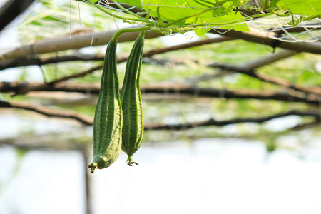 Green vegetableの写真素材