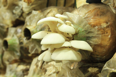 Mushrooms Growing In A Farm