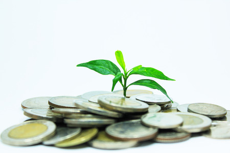Money with green leaves isolated on white backgroundの写真素材