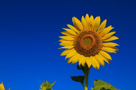 sunflower fieldの写真素材